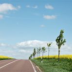 Wolken, Wind und Raps