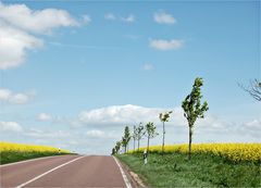 Wolken, Wind und Raps