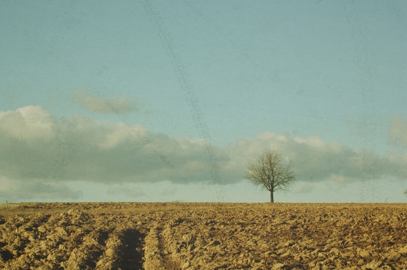 Wolken ziehen vorbei (oder Baum #2)