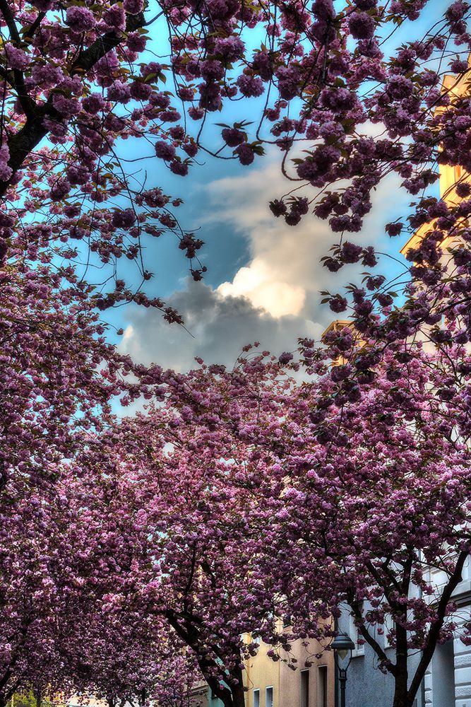 Wolken zwischen den Kirschblüten