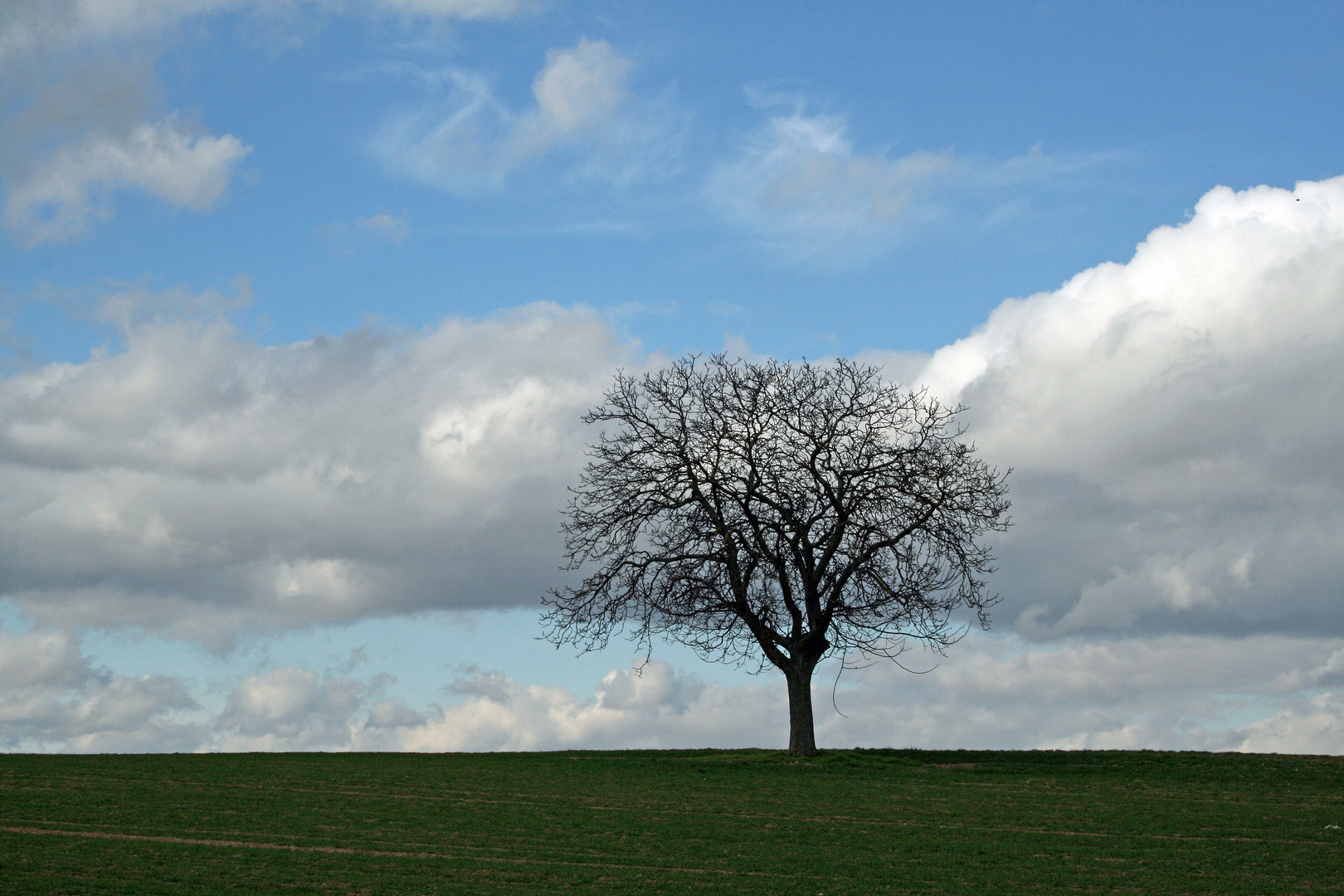 Wolkenbaum