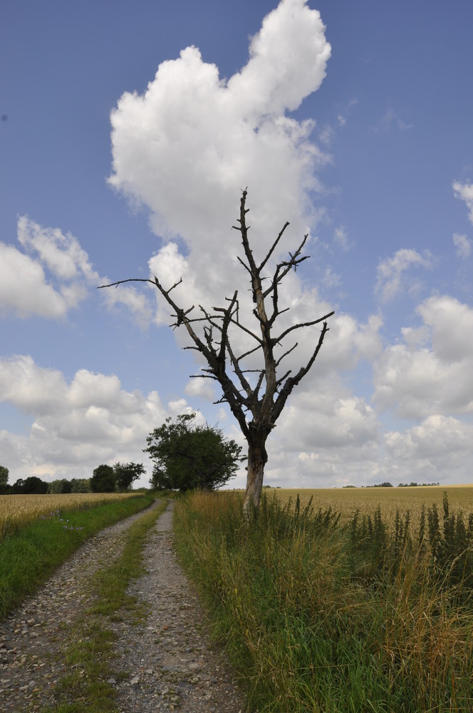 Wolkenbaum