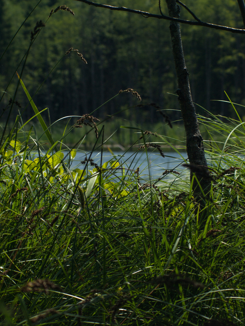 Wolkenberger Weiher