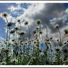 Wolkenberhangener Himmel