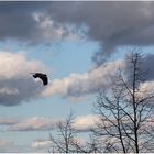 Wolkenbilder: ...der Weg