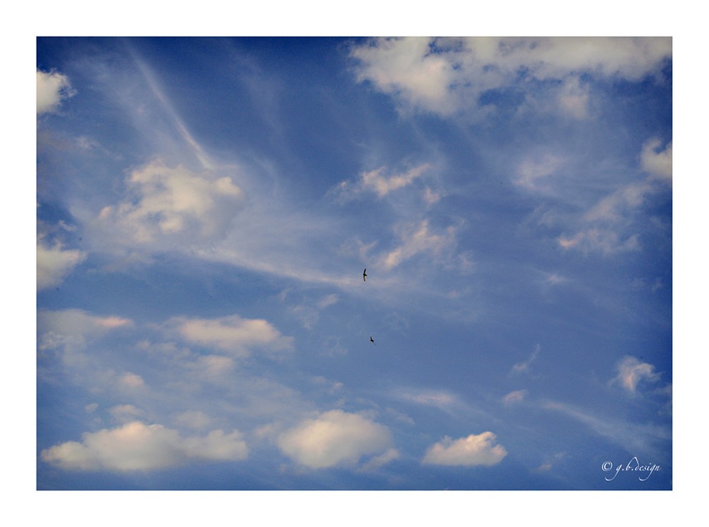 Wolkenbilder: Vielfalt mit Mauerseglern