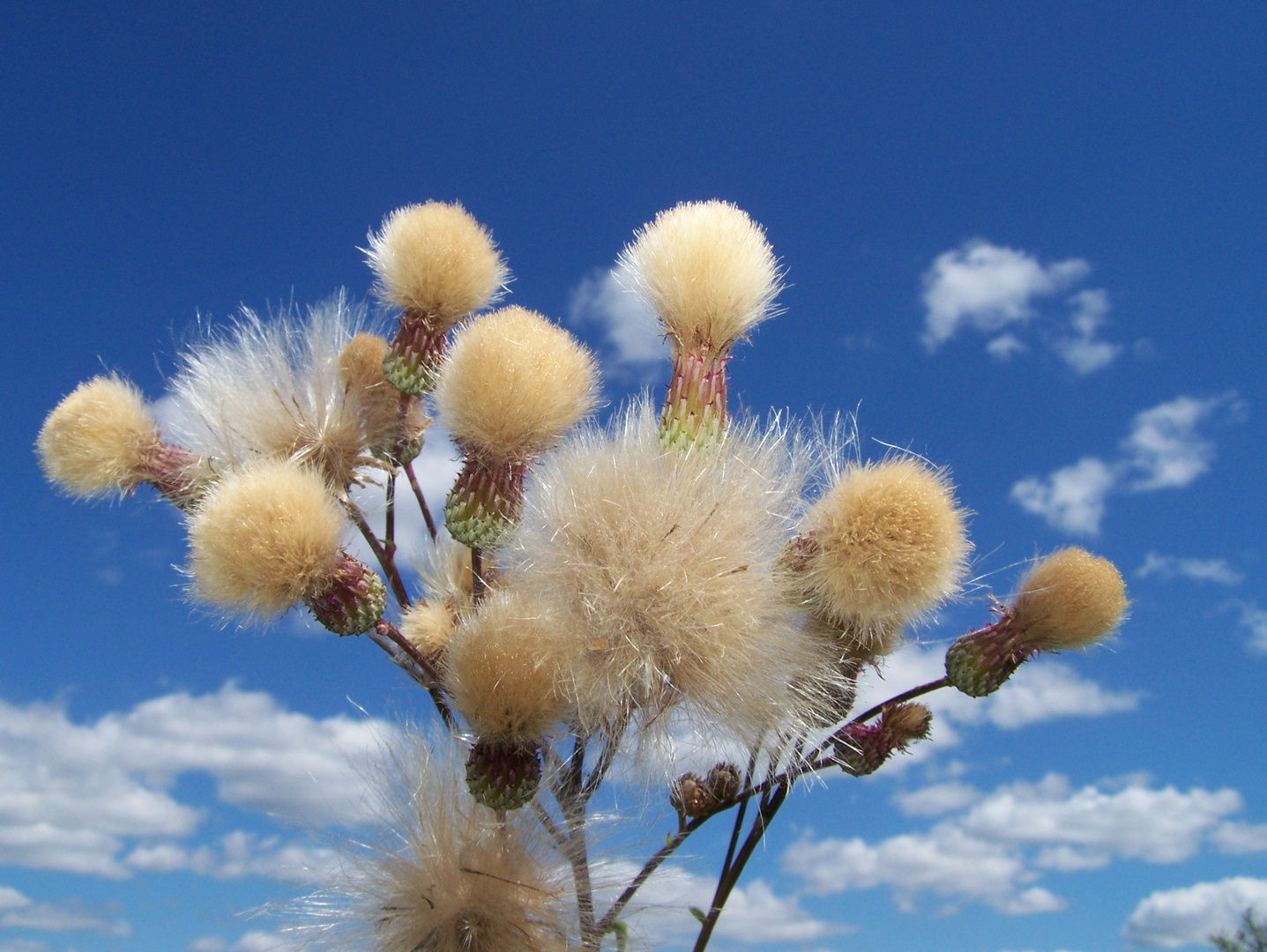 Wolkenblumen