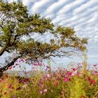 Wolkenblumen