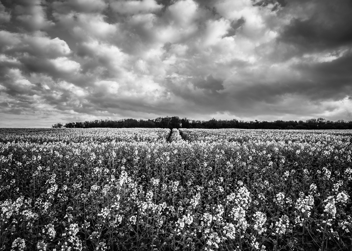 Wolkendecke über'm Rapsfeld