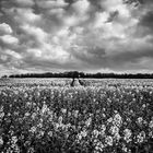 Wolkendecke über'm Rapsfeld