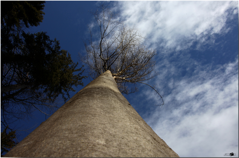 Wolkenfänger