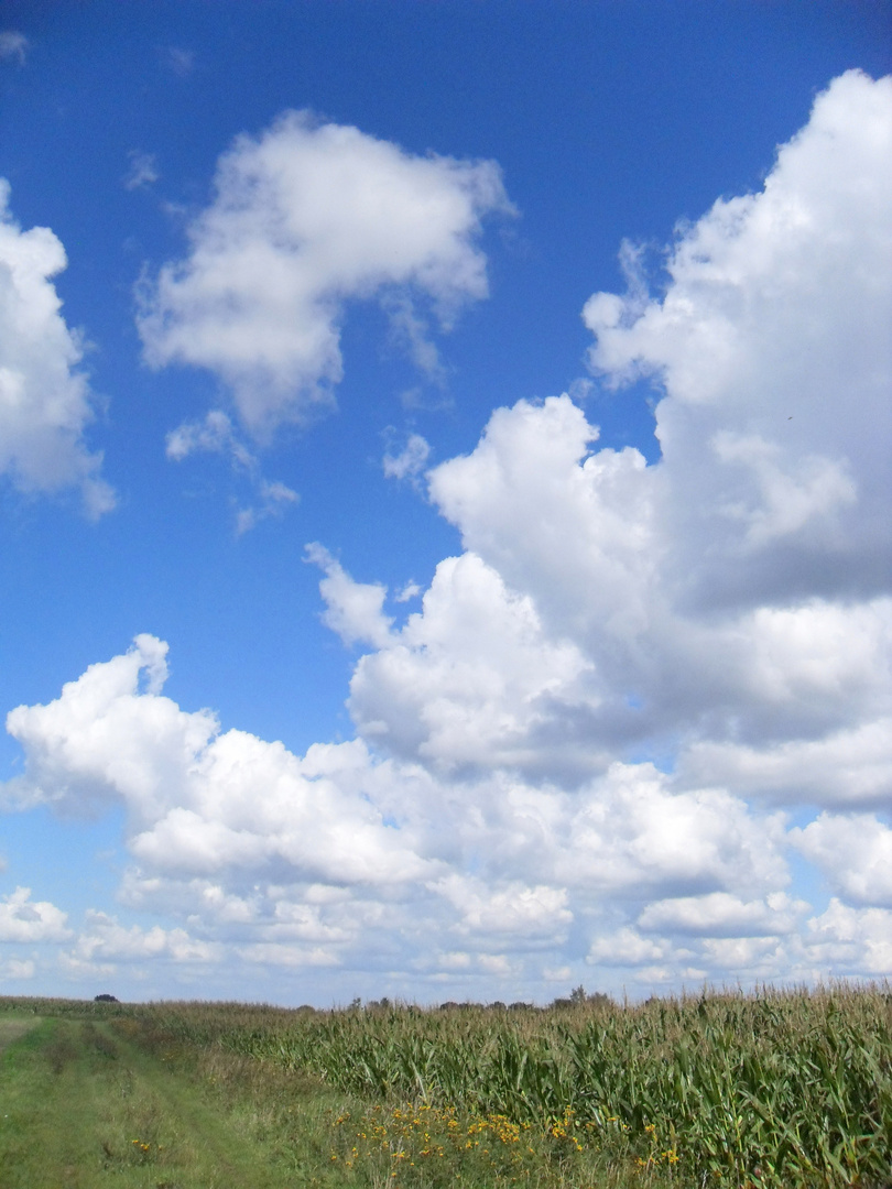 Wolkenfelder