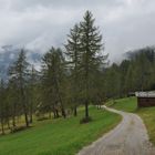 Wolkenfetzen hinter Bäumen