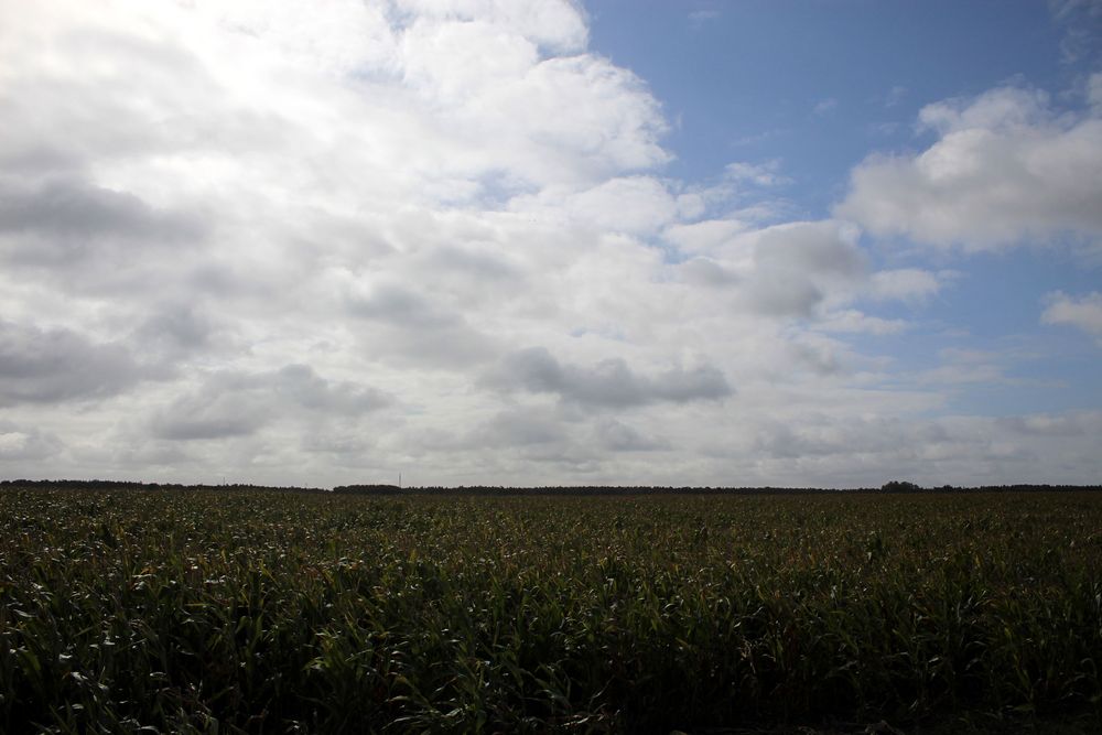 Wolkenformation über dem Maisfeld