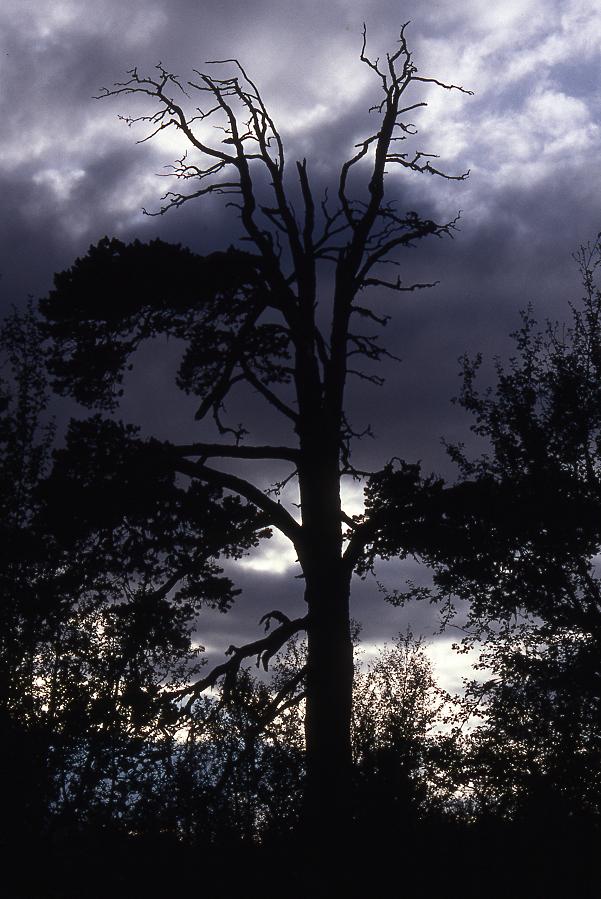 Wolkengreifer