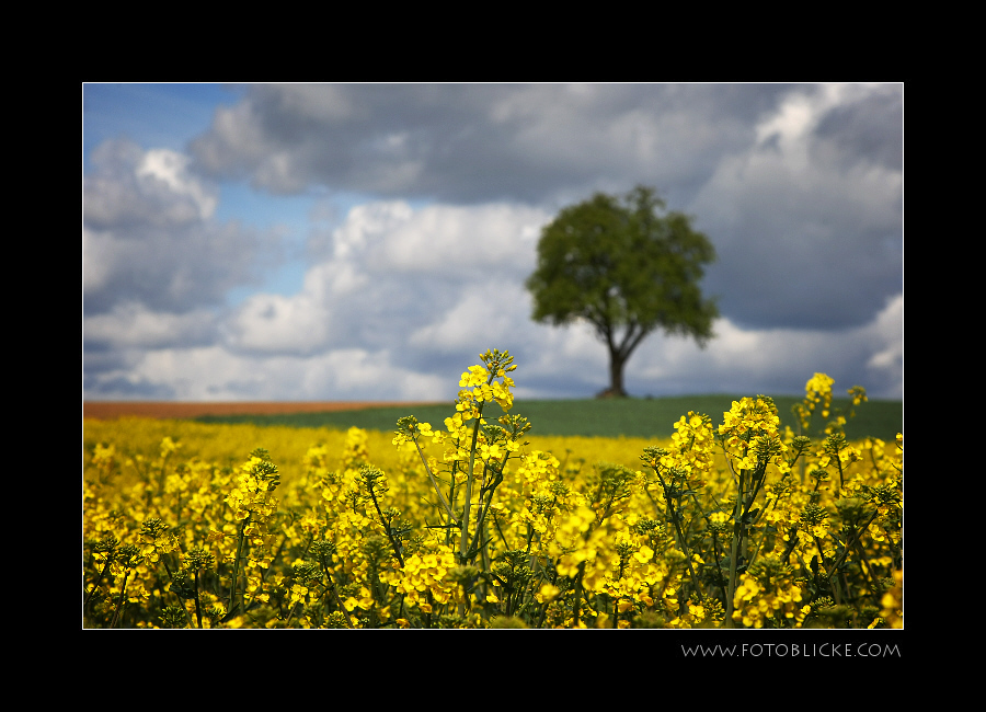 Wolkenhimmel, ein Baum und Raps