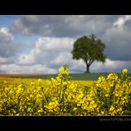 Wolkenhimmel, ein Baum und Raps