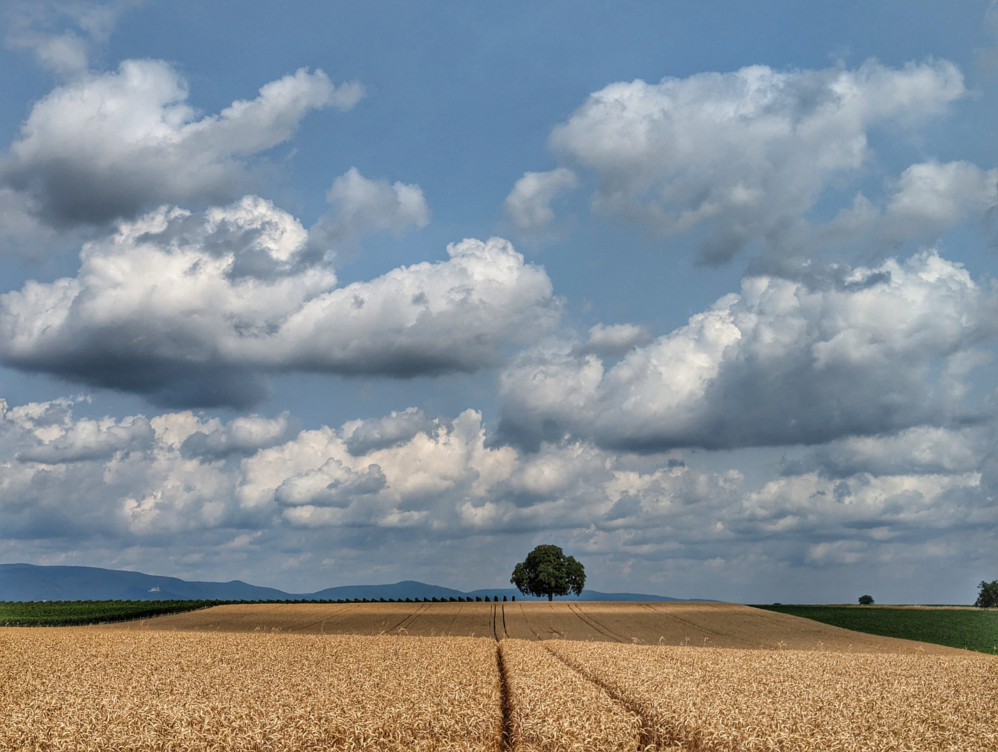 Wolkenhimmel über Getreidefeld