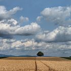 Wolkenhimmel über Getreidefeld