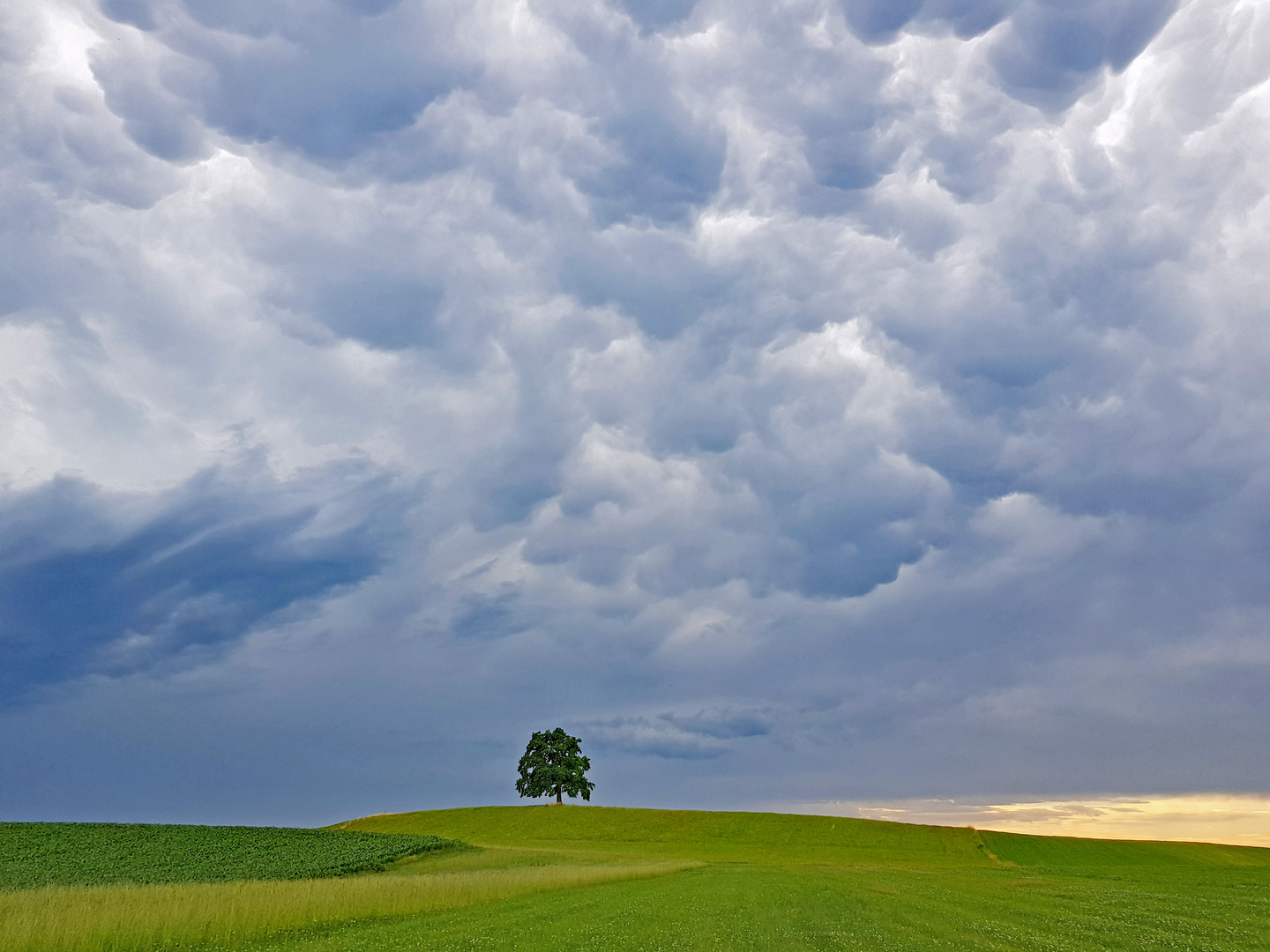 Wolkenhimmel über meinem Lieblingsbaum 30.06.2022