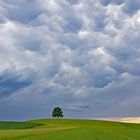 Wolkenhimmel über meinem Lieblingsbaum 30.06.2022