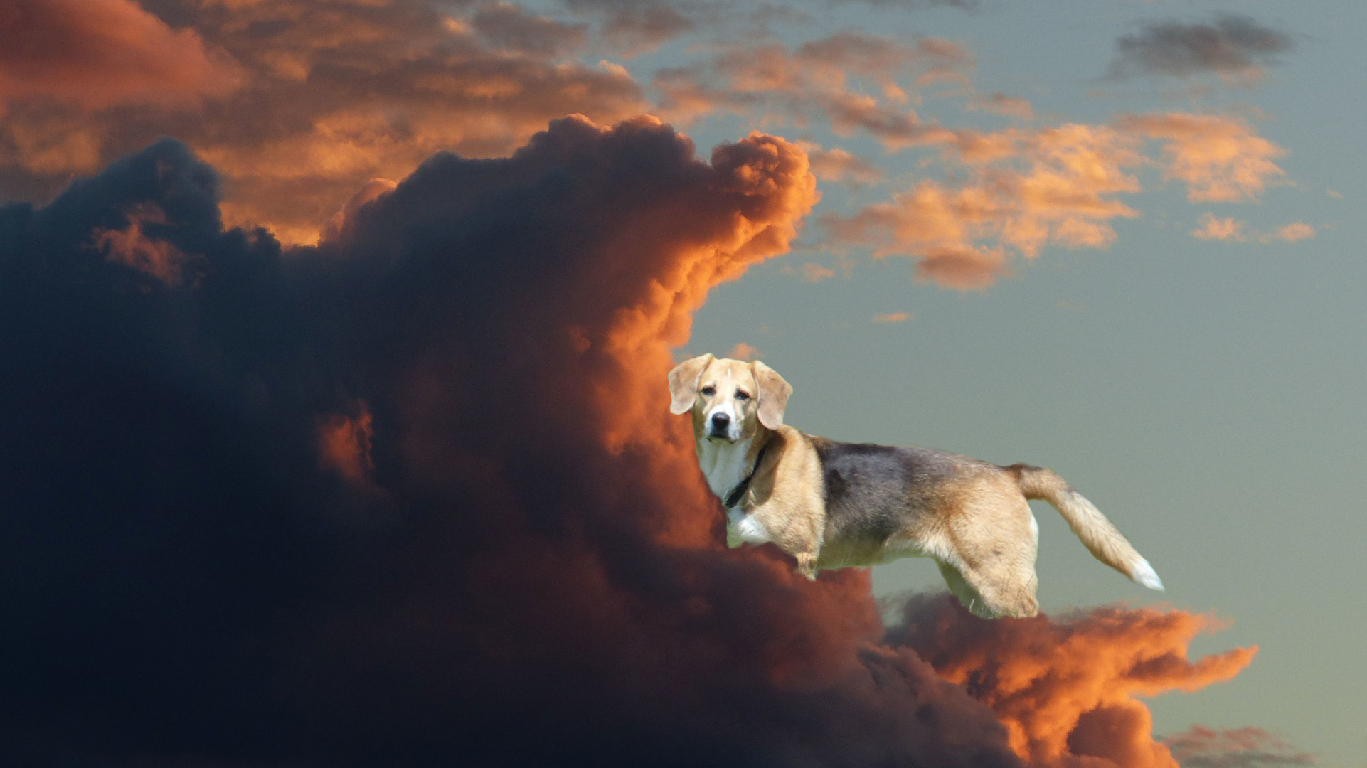 Wolkenhund