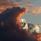 Wolkenhund