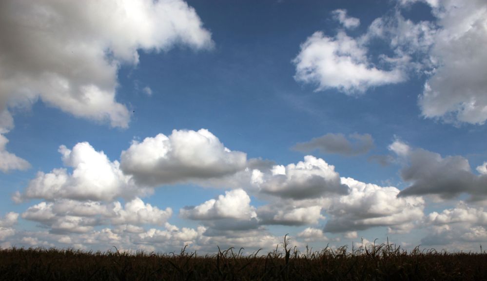 Wolkeninvasion überm Maisfeld