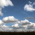 Wolkeninvasion überm Maisfeld