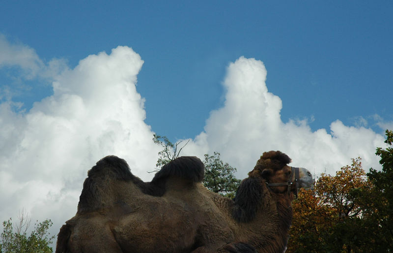 Wolkenkamel im Kölner Zoo