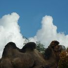 Wolkenkamel im Kölner Zoo