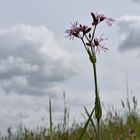 Wolkenkratzermittwochsblümchen - 6.04.2020