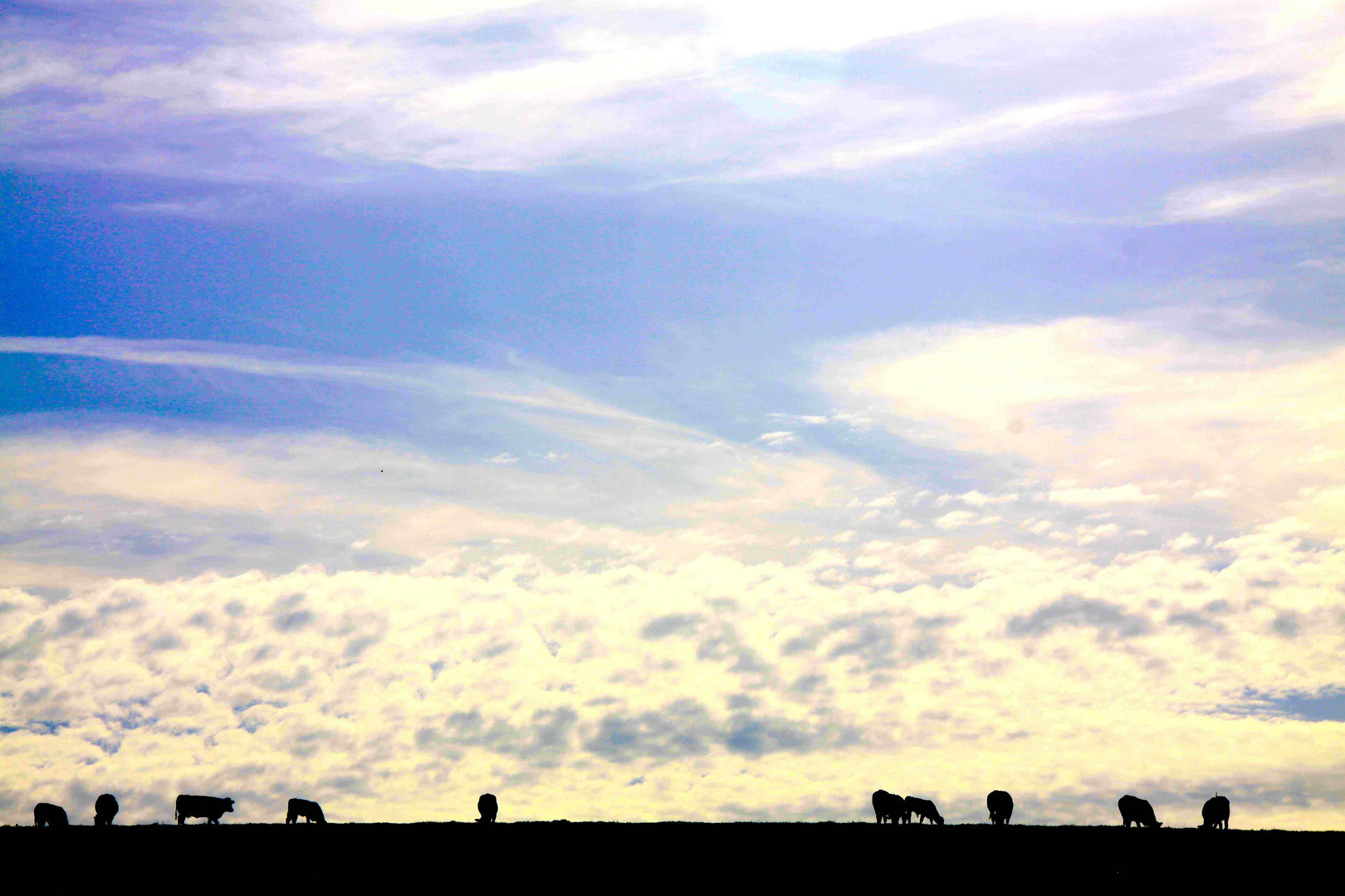 Wolkenkühe