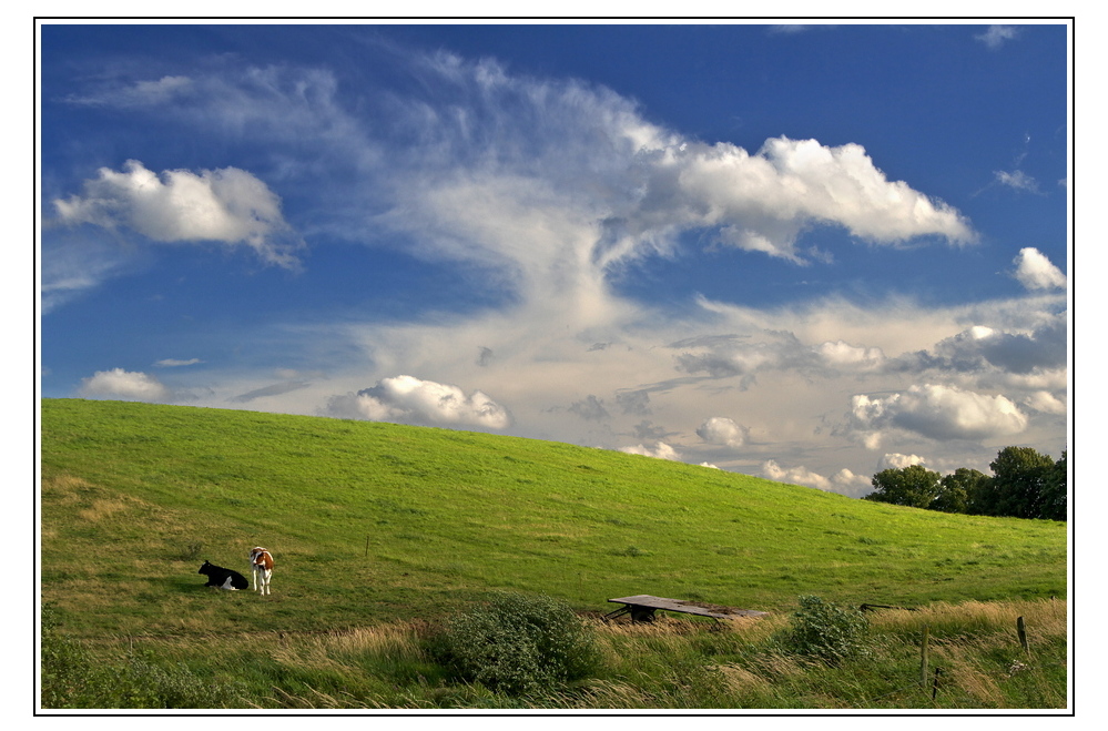 Wolkenkunst mit Rind