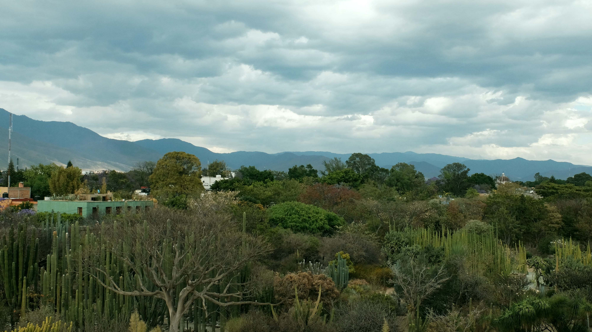 Wolkenland-Kakteenlandschaft