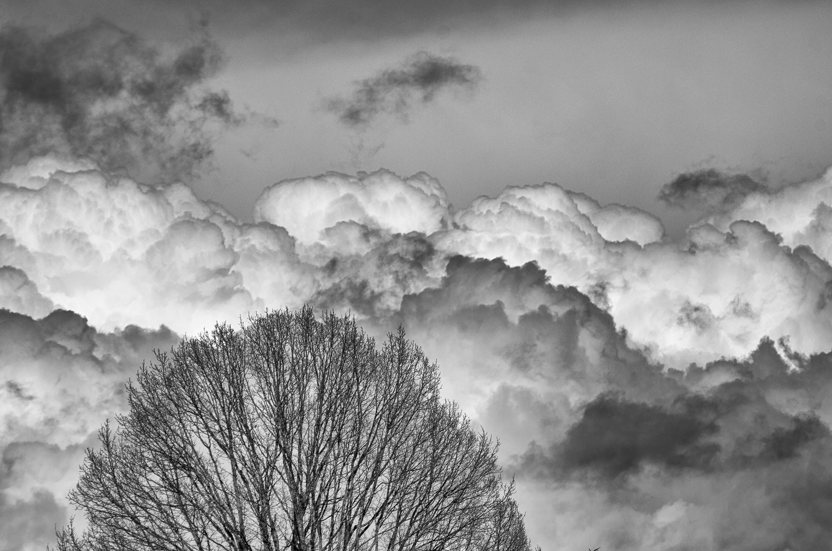 Wolkenlaub