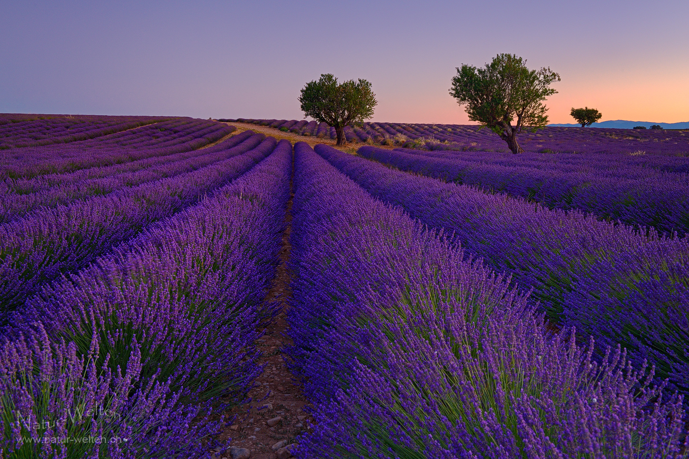 Wolkenloser Morgen im Lavendel