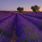 Wolkenloser Morgen im Lavendel