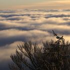 Wolkenmeer im Fichtelgebirge