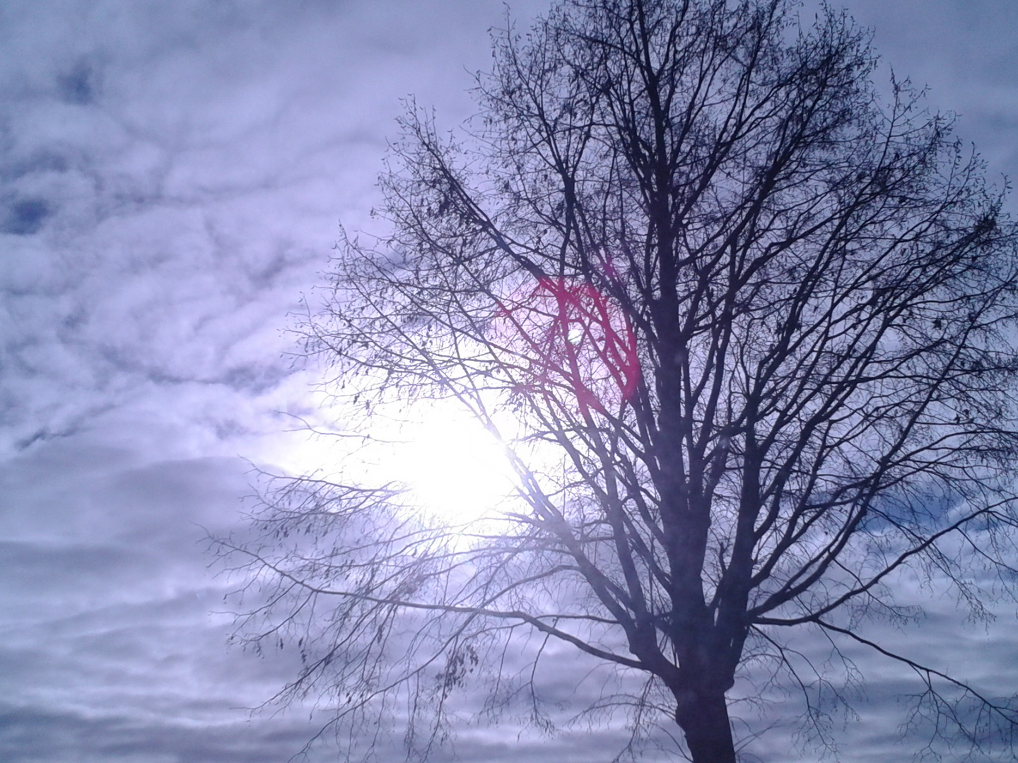 Wolkenmeer um den Baum