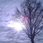 Wolkenmeer um den Baum