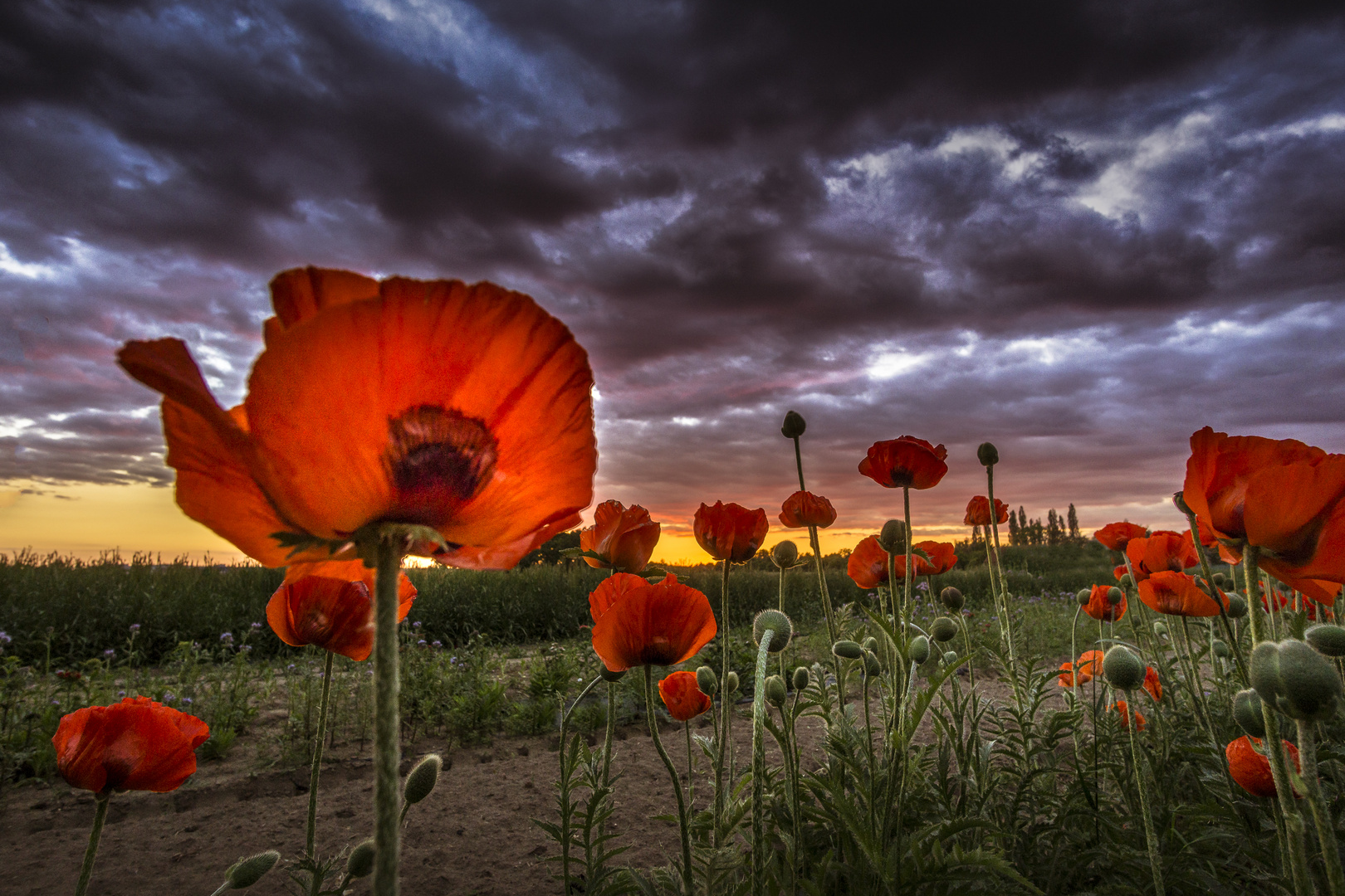 Wolkenmohn