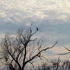 Wolkenpolster