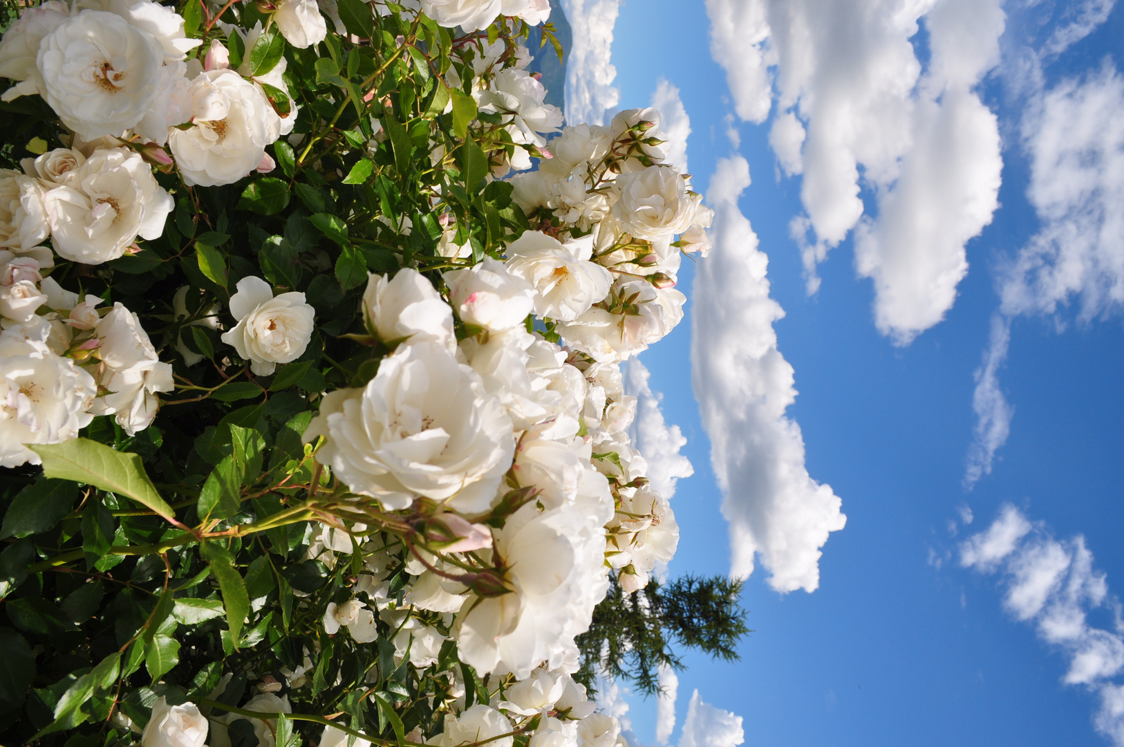 Wolkenrosen & Rosenwolken