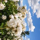 Wolkenrosen & Rosenwolken