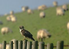 Wolkenschäfchen überm Buteo