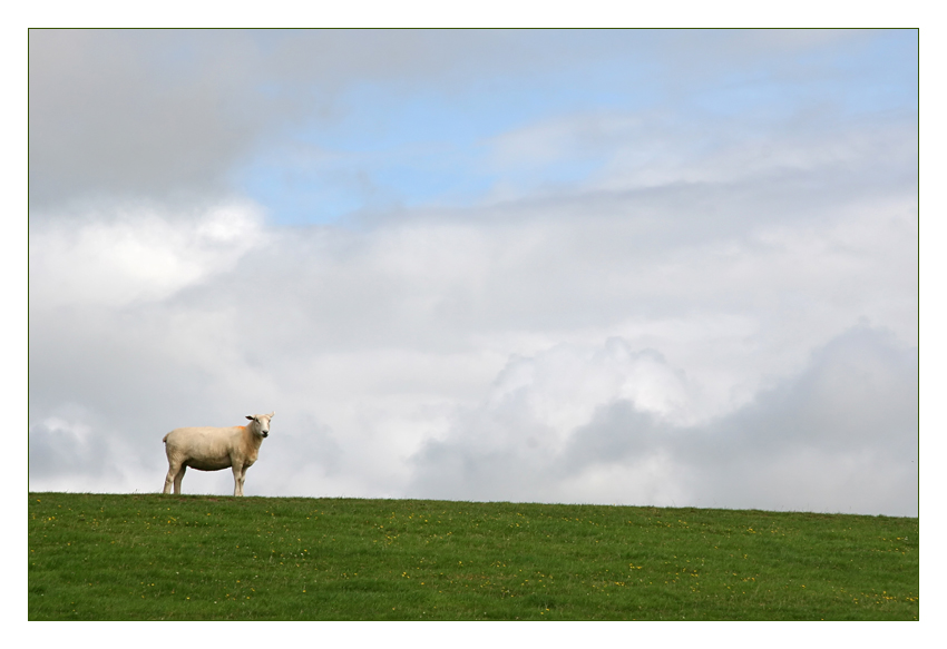 Wolkenschaf