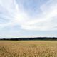 Wolkenschleier ber sommerlichem Kornfeld