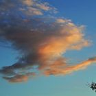 Wolkenschwan vor blauem Himmel