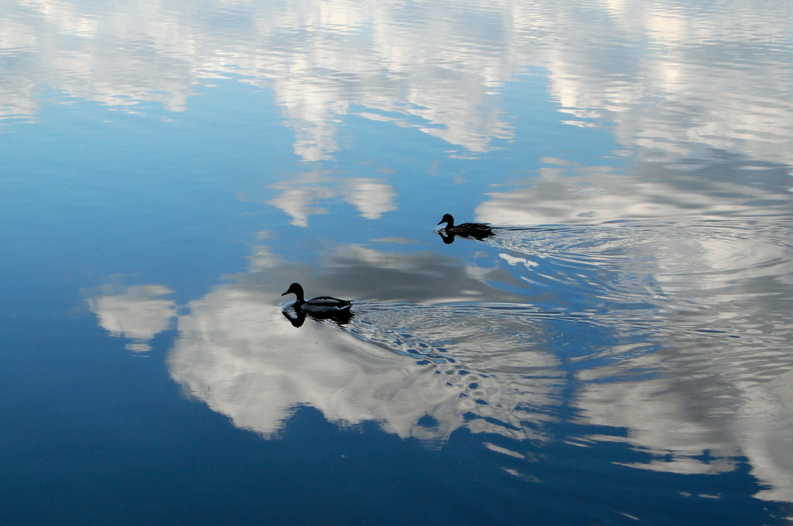 Wolkenschwimmer